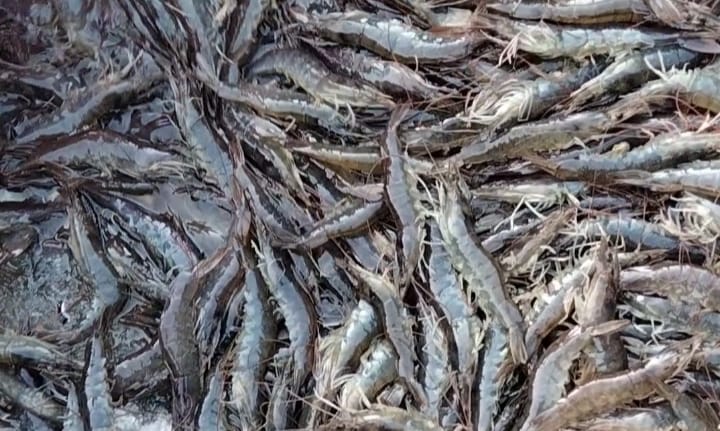 Udang vannamei close-up